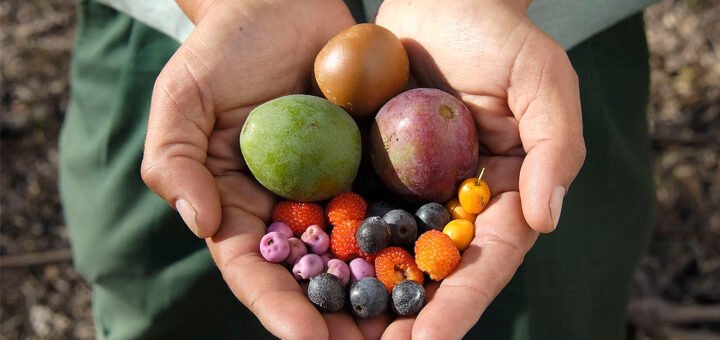 Top 10 Indigenous Fruits, Wild Fruits and Their Health Benefits