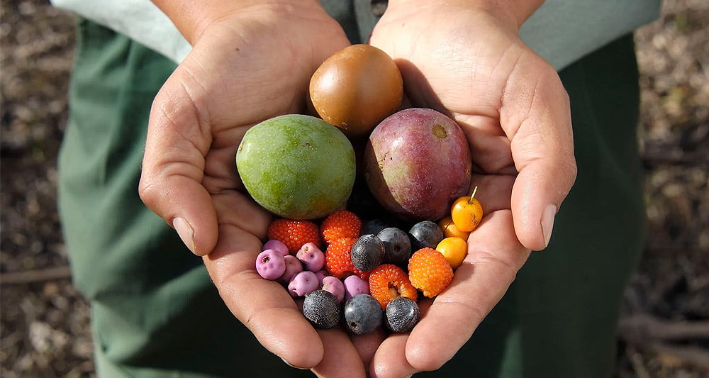 Top 10 Indigenous Fruits, Wild Fruits and Their Health Benefits